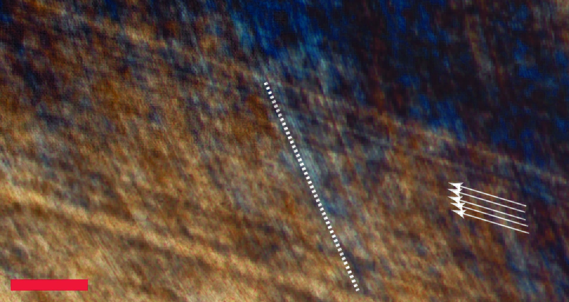 Periodic lines (arrows) in the enamel of an Anchitherium molar